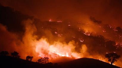 Australian Bushfires Destroy Environment and Diminish Wildlife Populations