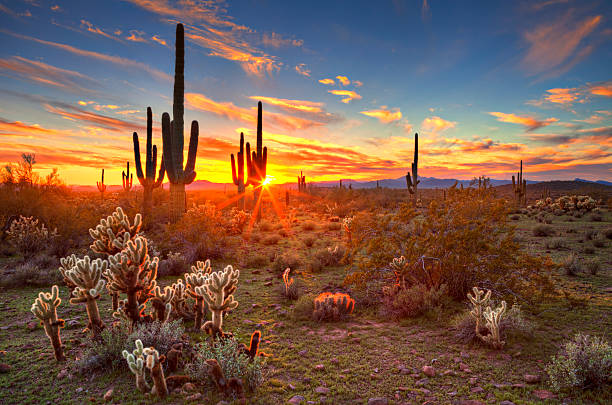Sun+is+setting+beetwen+Saguaros%2C+in+Sonoran+Desert%2C+near+Phoenix.