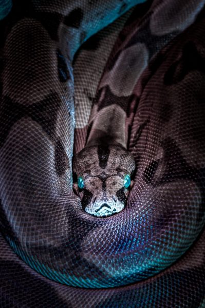 A colorful snake