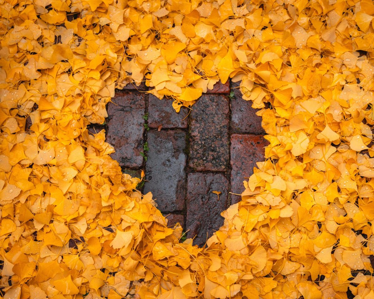 Heart+made+of+leaves+on+sidewalk