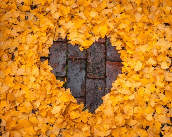 Heart made of leaves on sidewalk