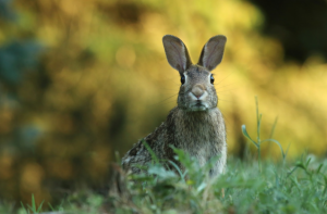 hare sitting in a field