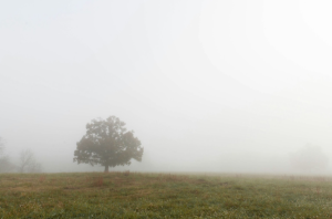 tree in field with fog