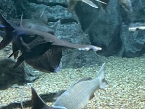 large fish swimming in tank