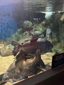 large fish swim in tank