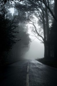 Foggy forest landscape
