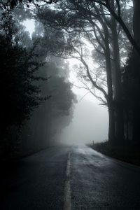 Foggy trail in the forest
