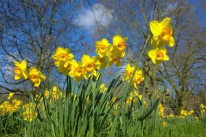 yellow daffodils