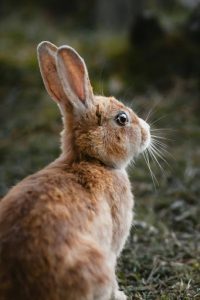 a rabbit