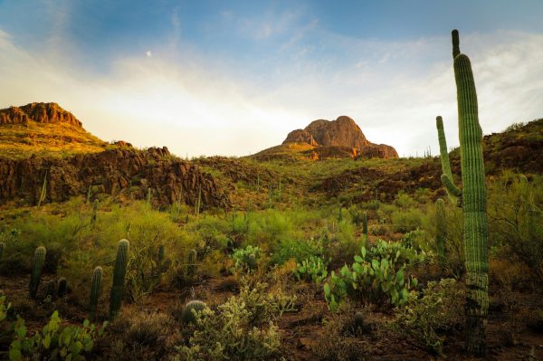 desert in the spring